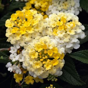 Lantana